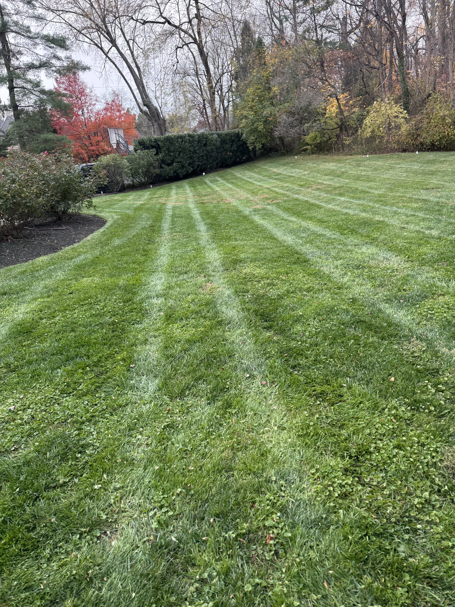 Backyard Landscape Design