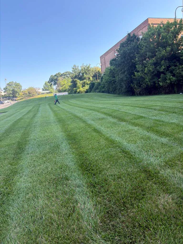 Freshly mowed commercial lawn with cut stripes in Havertown PA by Green Life Landscape Services